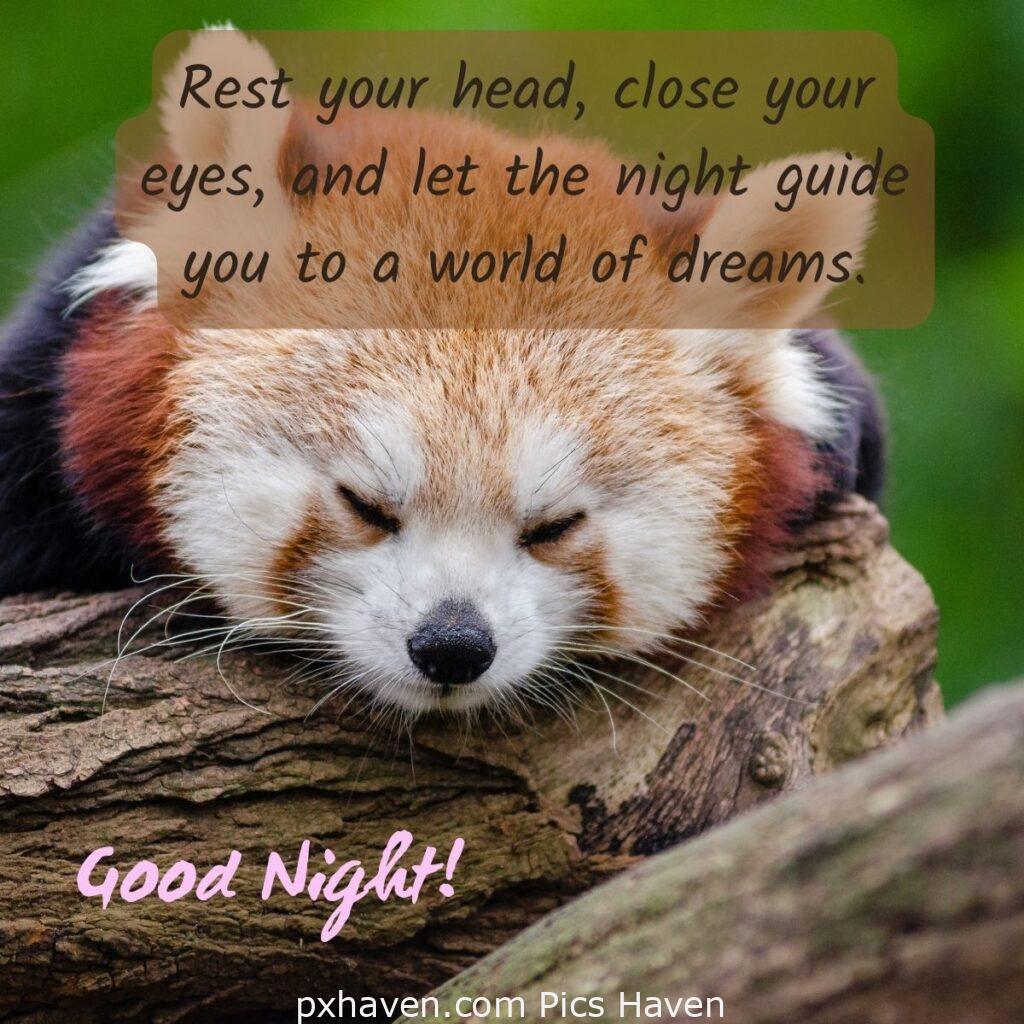 Koala bear sleeping on a wood. Rest your head, close your eyes, and let the night guide you to a world of dreams. HD images. Free download. Good Night WhatsApp images.