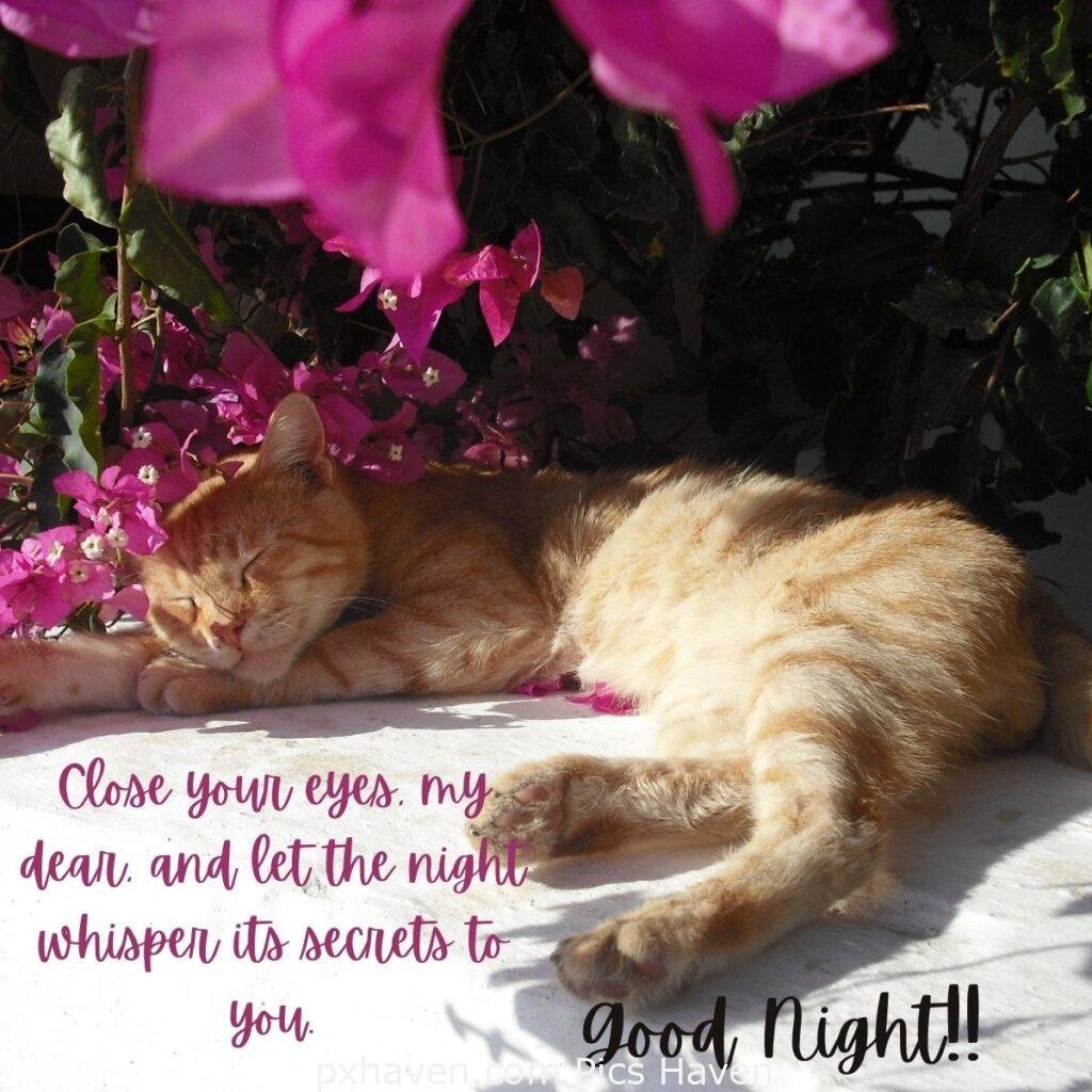 Close your eyes, my dear, and let the night whisper its secrets to you. HD images. Free download. Good Night WhatsApp images.