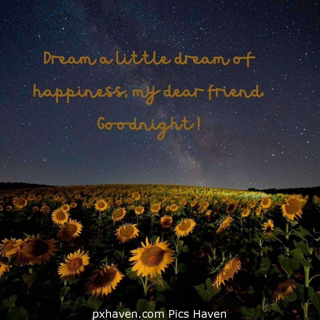 Yellow sunflowers at night. Dream a little dream of happiness, my dear friend. Goodnight ! HD images. Free download. Good Night WhatsApp images.