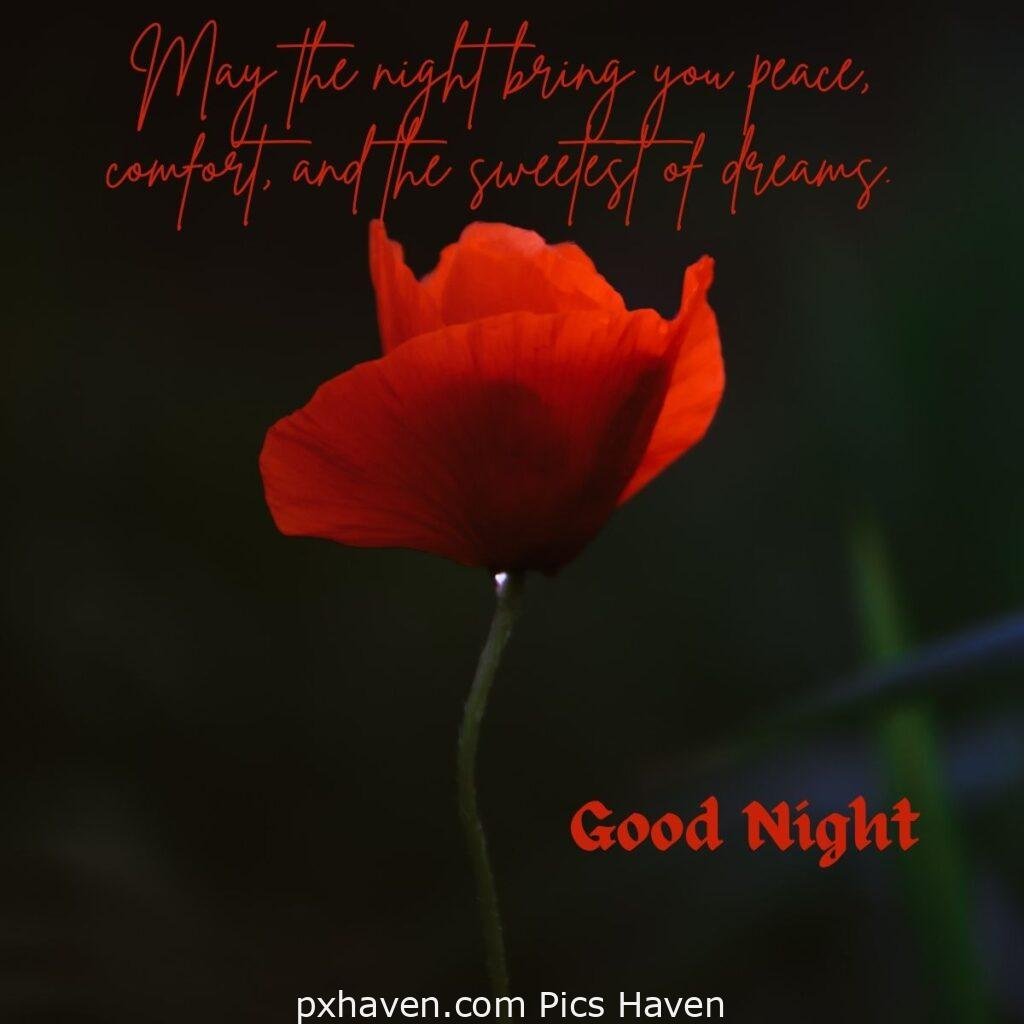 Red poppy flower at night. May the night bring you peace, comfort, and the sweetest of dreams. HD images. Free download. Good Night WhatsApp images.