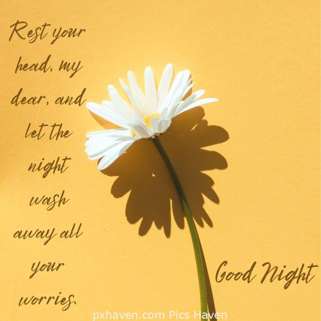 A white daisy. Rest your head, my dear, and let the night wash away all your worries.