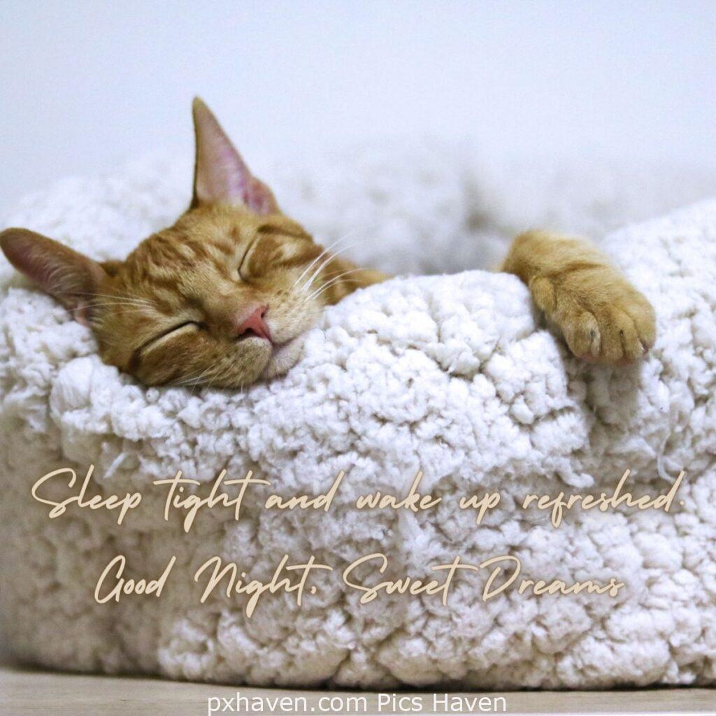 A cat sleeping on a blanket and couch. HD images. Free download. Good Night WhatsApp images.