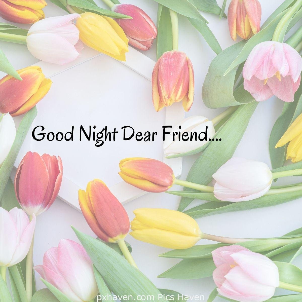 Good Night Dear Friend….in between colourful tulips. HD images. Free download. Good Night WhatsApp images.