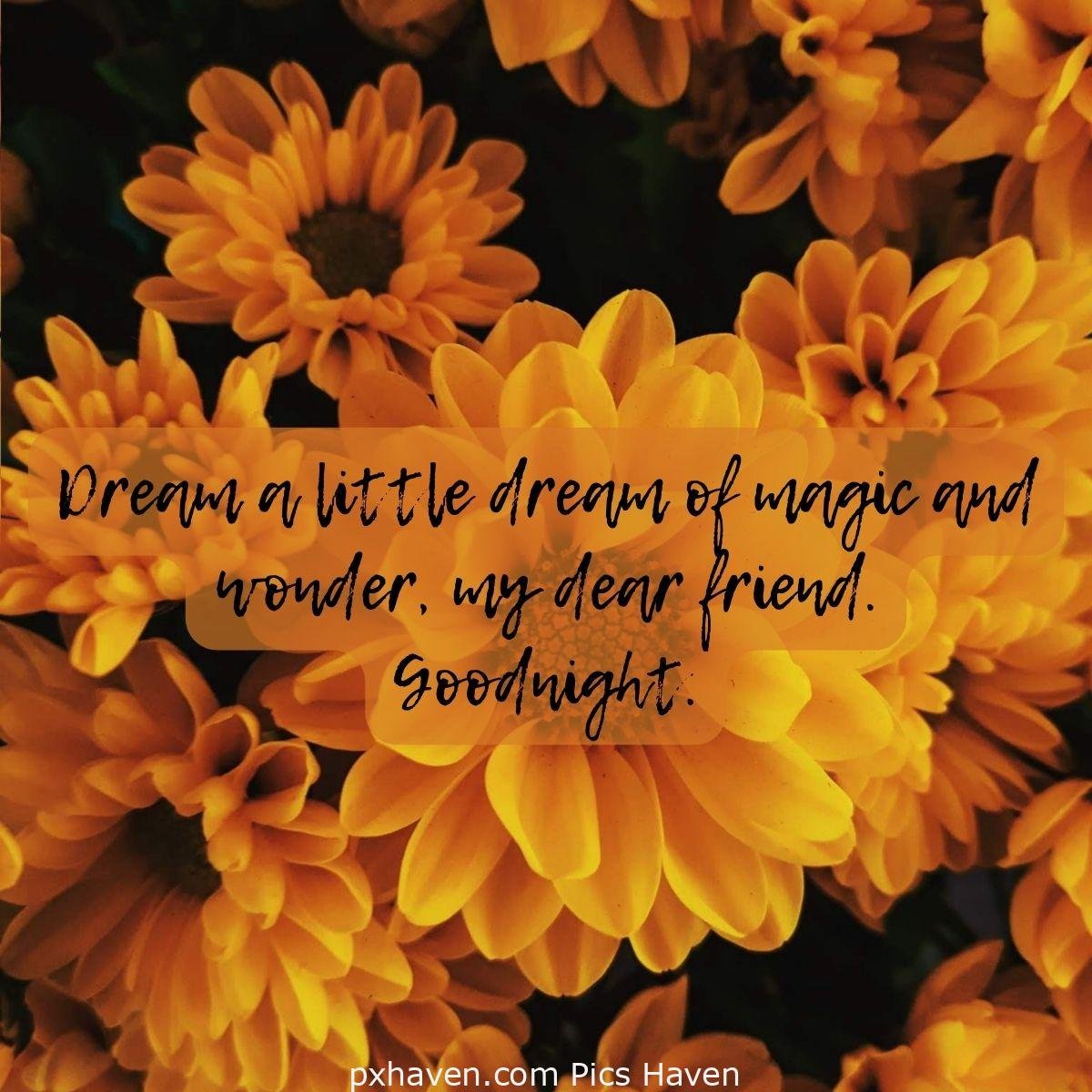 Lots of yellow flowers. Dream a little dream of magic and wonder, my dear friend. Goodnight. HD images. Free download. WhatsApp images.